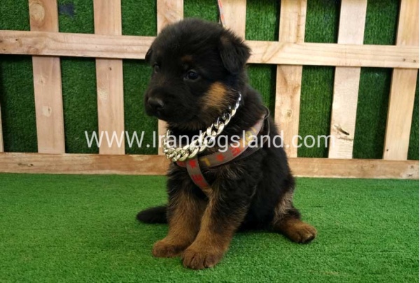 twlh-zhrmn-shprd-german-shepherd-115_4