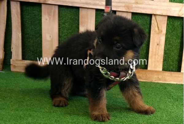 twlh-zhrmn-shprd-german-shepherd-115_5