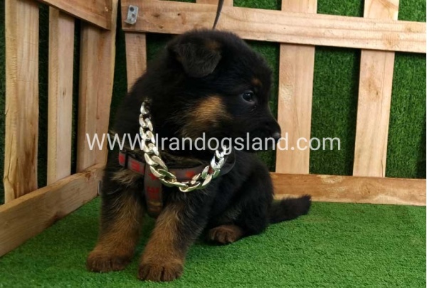 twlh-zhrmn-shprd-german-shepherd-115_6