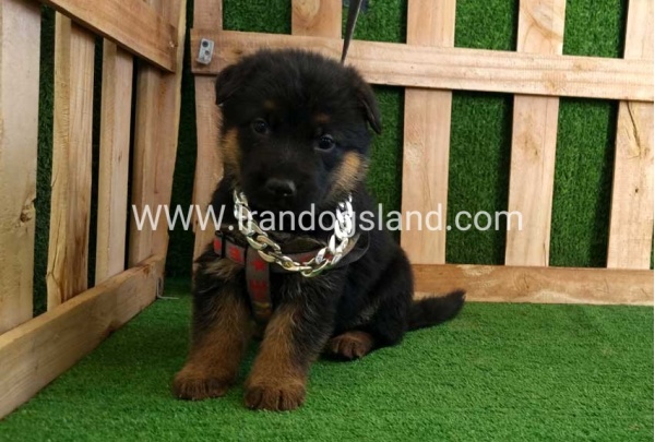 twlh-zhrmn-shprd-german-shepherd-115_7