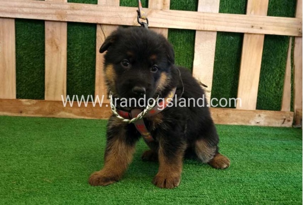 twlh-zhrmn-shprd-german-shepherd-115_8