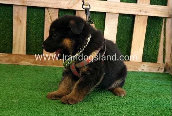 twlh-zhrmn-shprd-german-shepherd-115_9