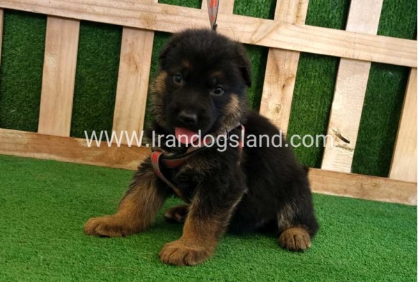 twlh-zhrmn-shprd-german-shepherd-116_1
