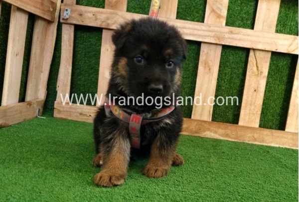 twlh-zhrmn-shprd-german-shepherd-116_2