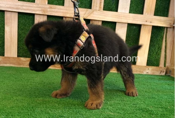 twlh-zhrmn-shprd-german-shepherd-116_3