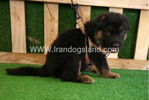 twlh-zhrmn-shprd-german-shepherd-116_4