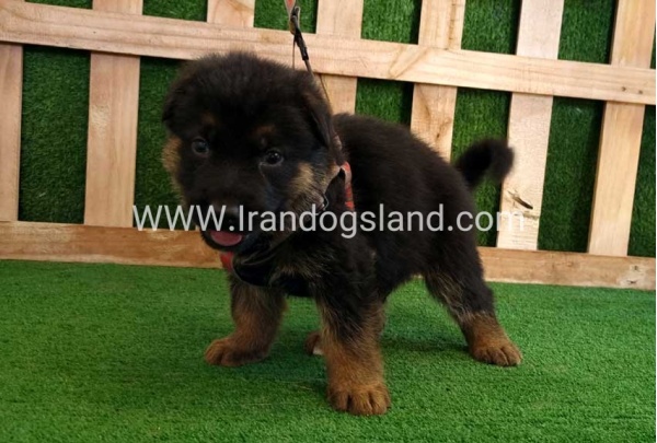 twlh-zhrmn-shprd-german-shepherd-116_5
