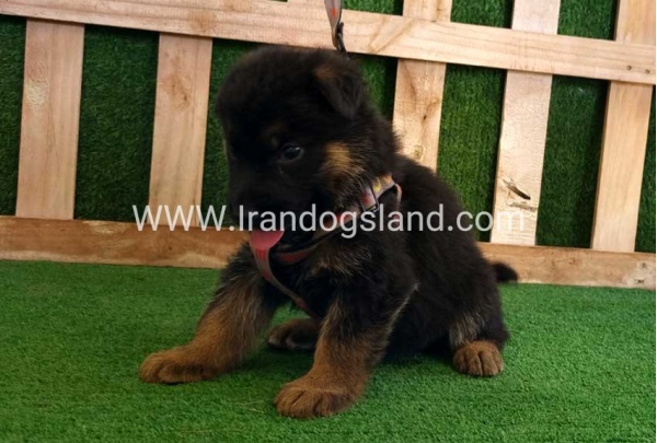 twlh-zhrmn-shprd-german-shepherd-116_6