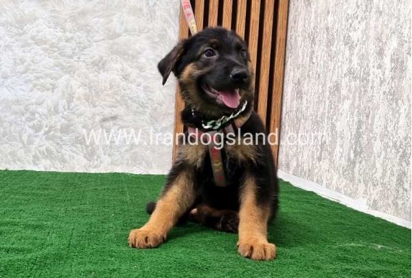twlh-zhrmn-shprd-german-shepherd-120_1