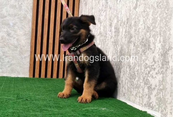 twlh-zhrmn-shprd-german-shepherd-120_2