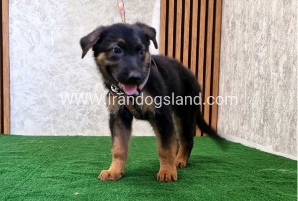 twlh-zhrmn-shprd-german-shepherd-120_3