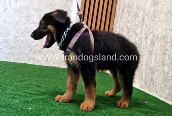 twlh-zhrmn-shprd-german-shepherd-120_4