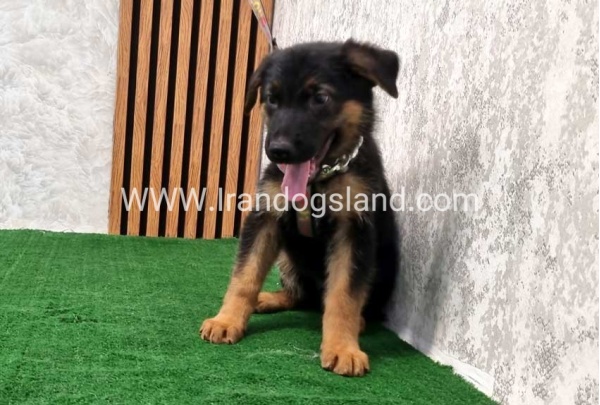 twlh-zhrmn-shprd-german-shepherd-120_5
