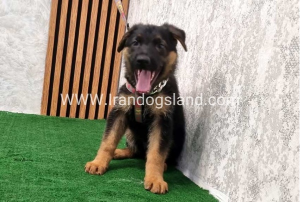 twlh-zhrmn-shprd-german-shepherd-120_6