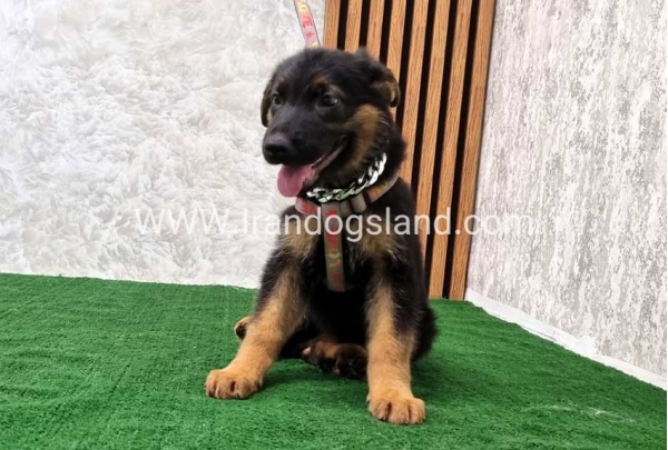 twlh-zhrmn-shprd-german-shepherd-120_7