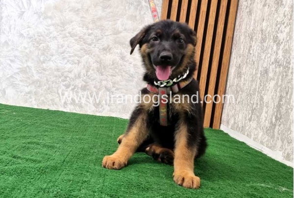 twlh-zhrmn-shprd-german-shepherd-120_8
