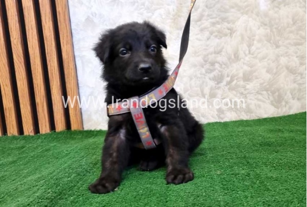 twlh-zhrmn-shprd-german-shepherd-121_10_1466782334