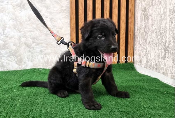 twlh-zhrmn-shprd-german-shepherd-121_11_1494113341