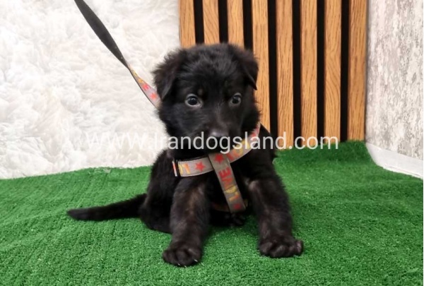 twlh-zhrmn-shprd-german-shepherd-121_12_1730034352