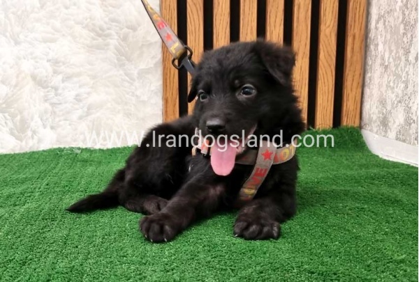 twlh-zhrmn-shprd-german-shepherd-121_13_923377567