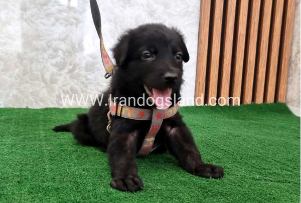 twlh-zhrmn-shprd-german-shepherd-121_4_1528013966