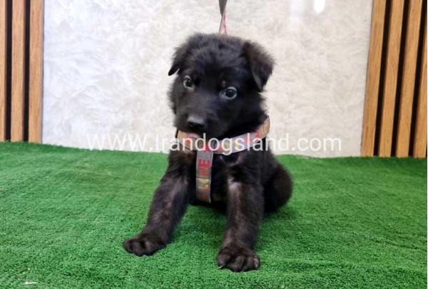 twlh-zhrmn-shprd-german-shepherd-121_6_913198316