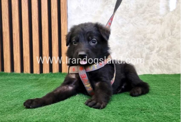 twlh-zhrmn-shprd-german-shepherd-121_7_301158842