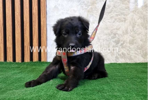 twlh-zhrmn-shprd-german-shepherd-121_8_1434154771