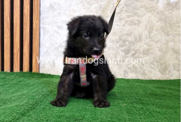 twlh-zhrmn-shprd-german-shepherd-121_9_850771726