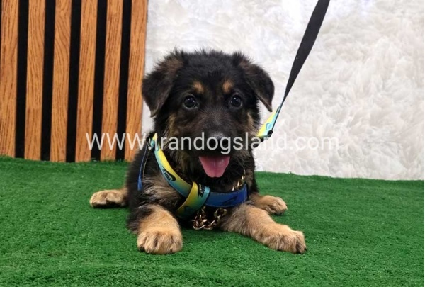 twlh-zhrmn-shprd-german-shepherd-128_1