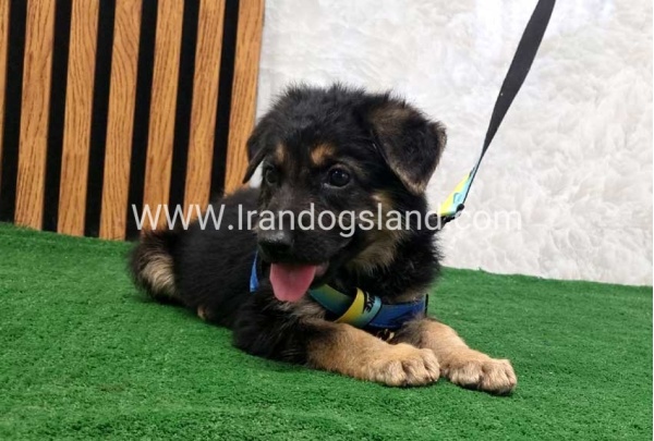 twlh-zhrmn-shprd-german-shepherd-128_2