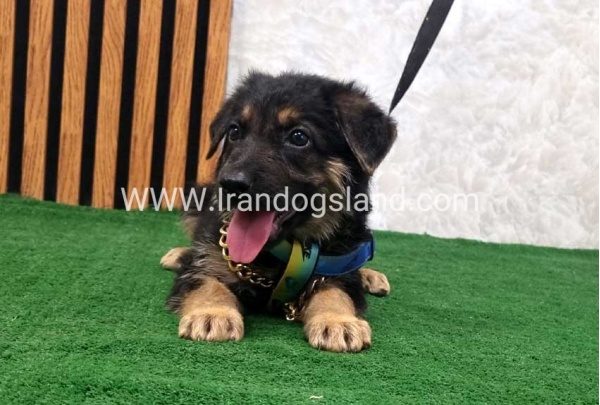 twlh-zhrmn-shprd-german-shepherd-128_3