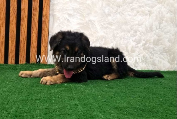 twlh-zhrmn-shprd-german-shepherd-128_4