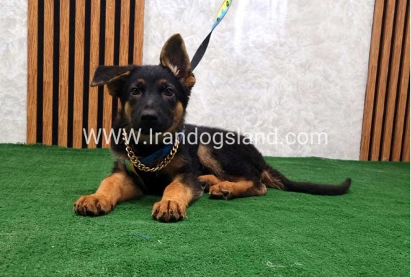 twlh-zhrmn-shprd-german-shepherd-132_1