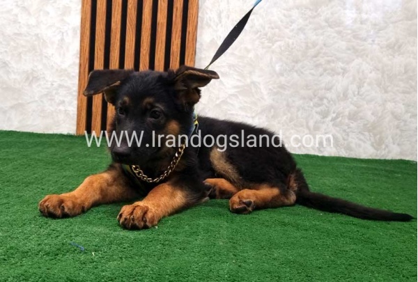 twlh-zhrmn-shprd-german-shepherd-132_10
