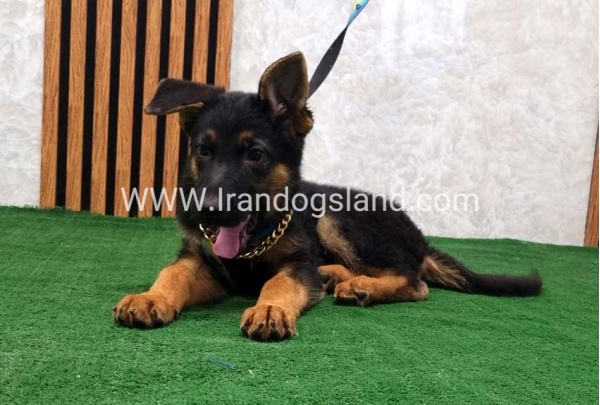 twlh-zhrmn-shprd-german-shepherd-132_11