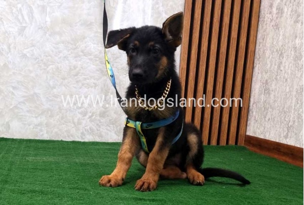 twlh-zhrmn-shprd-german-shepherd-132_2