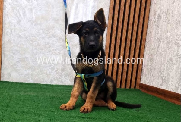 twlh-zhrmn-shprd-german-shepherd-132_3