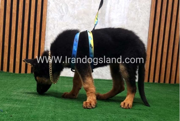 twlh-zhrmn-shprd-german-shepherd-132_4