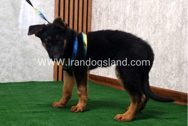 twlh-zhrmn-shprd-german-shepherd-132_5