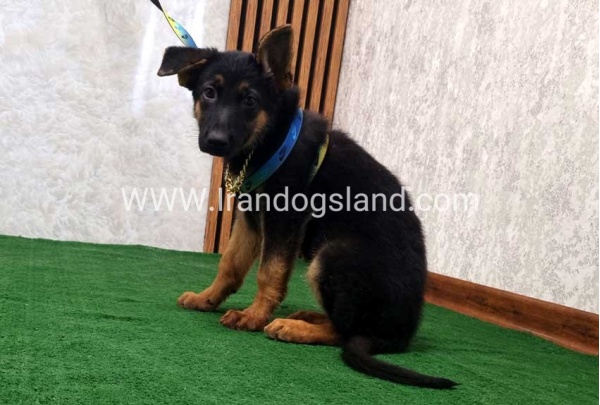 twlh-zhrmn-shprd-german-shepherd-132_6