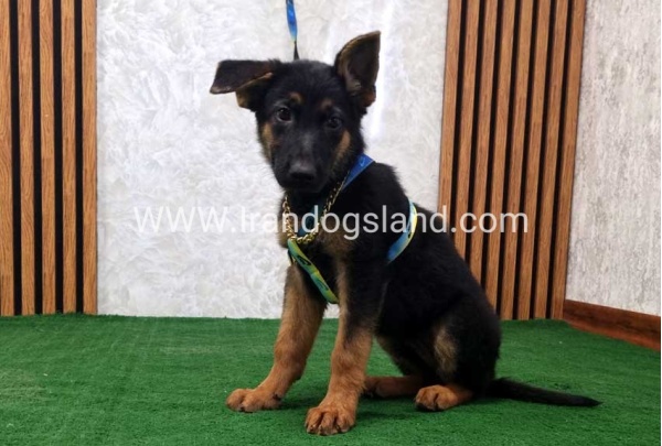 twlh-zhrmn-shprd-german-shepherd-132_7