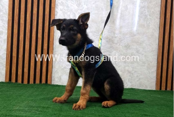 twlh-zhrmn-shprd-german-shepherd-132_8