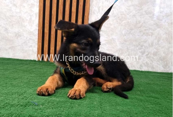 twlh-zhrmn-shprd-german-shepherd-132_9