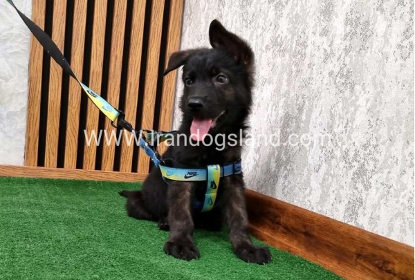 twlh-zhrmn-shprd-german-shepherd-134_1