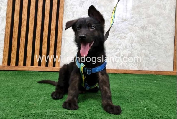 twlh-zhrmn-shprd-german-shepherd-134_2