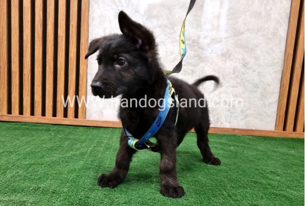 twlh-zhrmn-shprd-german-shepherd-134_3