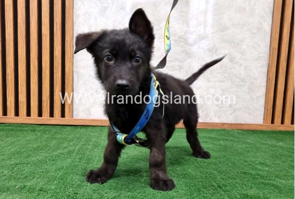 twlh-zhrmn-shprd-german-shepherd-134_4