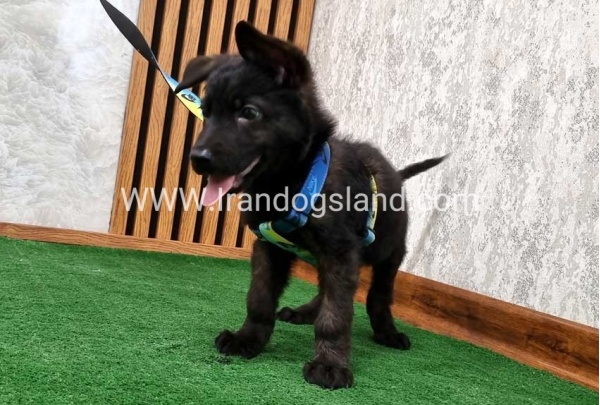 twlh-zhrmn-shprd-german-shepherd-134_5