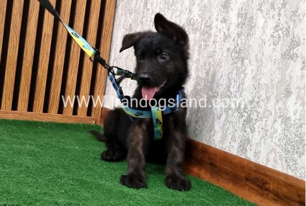 twlh-zhrmn-shprd-german-shepherd-134_6
